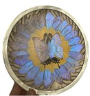 Vintage Real Blue Morpho Butterfly Wing Art Framed Taxidermy Plate 7 3 4 