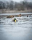 Ghg Finisher Swimmer Motion Mallard Drake Decoy - Brand New  - 78000