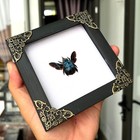 Teaching Colletion Blue Carpenter Bee Framed Real Insect Taxidermy Gift For Kids