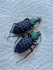 Insect - Carabus Coptolabrus Pustulifer Sp Set A