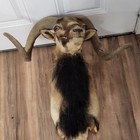 Beautiful Corsican Ram Sheep Shoulder Mount Taxidermy Antlers Horns