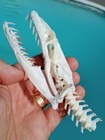 X Large Beetle Cleaned Museum Grade Reticulated Python Snake Skull With Verts
