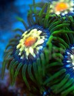 2-3 Polyps Daisy Cutter Zoanthid Live Coral Frag Reef Tank