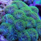 Neon Green Hairy  single  Mushroom Coral Frag For Reef Aquarium
