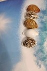 Beautiful Cypraea Natural Real Sea Shell Qty 5