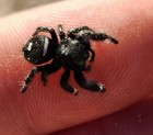 Pair Of Sub-adult Regals  1  Female  1  Male Regal  phidippus Regius       