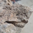 Brachiopod Fossil In Matrix Rock Ribbed Shell Impression Specimen