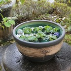 Size 15 Hake-me Water Bowl  Shigaraki Pottery  goldfish medaka 