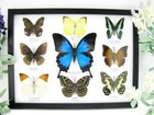 9 Beautiful Butterflies In Xl Showcase  Framed  Real Taxidermy - A-09-ulysses-15