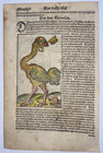 Ostrich   Dragon 1564 Sebastian Munster Antique Engraved Plate 16th Century