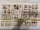 150 Mixed Lot Sanibel Island  Sea Shells   Great For Crafting Or Collectors  