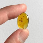 Scorpion Fly In Burmese   Burmite Amber Fossil   100  Genuine Amber