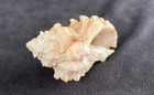 Muricidae Nucella Lamellosa 48 1mm California Usa - Excellent Color   Sculpture 