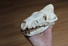 Replica Fossil Hyaenodon Skull Eocene Oligocene Miocene