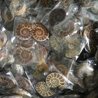 100 Pairs Of Split Ammonite  Specimen Shell Healing