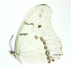 Unmounted Butterfly morphidae - Morpho Polyphemus Polyphemus  M  A-
