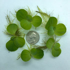 12  Leaf Dwarf Water Lettuce   free Bonus Plant  Floating Plant For Aquarium