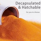 Decapsulated Brine Shrimp Eggs 2 8 Oz  Decapsulated Artemia  Non Hatching 100 