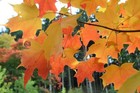 Sugar Maple  Acer Saccharum  Tree Seeds  fall Colors  Hardy 