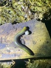 10 Bumblebee Millipedes  anadenobolus Monilicornis 