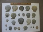 25 Fossil Scallop Shells Chesapecten Nefrens  Scientists Calvert Cliffs Maryland