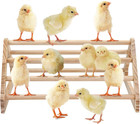 Pine Chick Perch Stand - Roosting Bar   Jungle Gym For Chickens And Birds