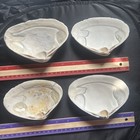 Natural Witch   s Seashell  Ocean Altar Decor  Ritual Offering wicca 4pcs  Lot 7