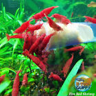 10 1 Fire Red Cherry - Freshwater Neocaridina Aquarium Shrimp  Live Guarantee