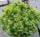  Live Sphagnum Moss Green Crisp 3 4 Sandwich Bag  Fresh Cleaned Maine 