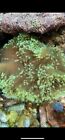 Ce- Almost Wysiwyg - Mini Weeping Willow Toadstool Colony- Frag Live Coral Frag