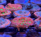 War Coral Favites Frag  Live Saltwater Aquaculture Lps Coral For Reef Aquarium