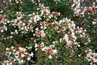 Abelia Rose Creek   2 Inch   Abelia X Grandiflora   White Flowers