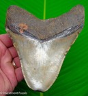 5 45    Megalodon Shark Tooth  Serrated Real Fossil No Restorations  -12 8 Ounces 
