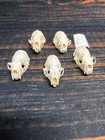 5 Real Mink Skulls Unique Gift Craft Animal Mount Art Model Head Voodoo Decor