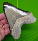 4 82    Megalodon Shark Tooth Real Fossil No Restorations Sharks Teeth