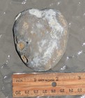 Texas Fossil Macraster Echinoid Cretaceous Duck Creek Fm Ft Worth