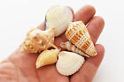 1 4lb  25  Indian Ocean Shell Mix  1 -2    25-50mm  Beach Decor Ocean Art Craft 