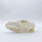 Zonyanso Fox Skull Real Bone Specimen Taxidermy