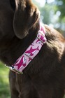 Country Brook Design   1 1 2 Inch Pink Sharks Polyester Webbing  5 Yards