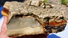 Chicken Track Jasper Large Rare Old Stock  Display Specimen Rough   2 Lb  15 Oz 