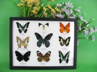 9 Beautiful Butterflies In Xl Showcase  Framed  Real  Taxidermy   Nice - Mor 45
