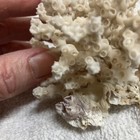 Natural Real Coral White Reef Aquarium And Home Decor Authentic