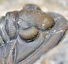 Trilobite Fossil  Cornuproetus Cornutus  From Morocco  2