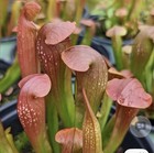 Sarracenia - Med Division 