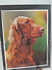 Vintage Irish Setter Dog Hologram 9 5  T X 7  W Rare Picture