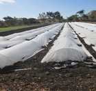 Agfabric White 0 9oz Floating Row Cover For Plants Tree Flower Freeze Protection