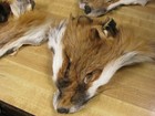 Red Fox Faces   2   3  Grade One Face Only Buy Multiples And Save