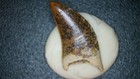 Beautiful Dromaeosaur Raptor Dinosaur Tooth Fossil Hell Creek Formation  Nd