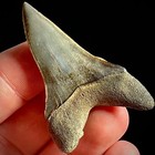 Lesser White Shark Tooth  carcharodon Hastalis  1 95  Real Fossil Shark Teeth