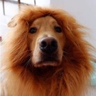 Dog Costume Lion Mane Wig W  Ears For Large Pet Halloween Cloth Funny Dress Up